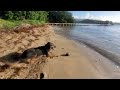 How to skin a coconut / Grenada Golden Sunrise