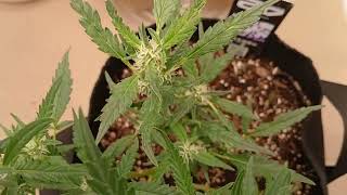 Sour Jealousy Auto Week 4 of flower and Wedding Cheesecake update