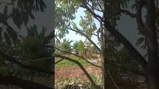 cara pruning durian musangking