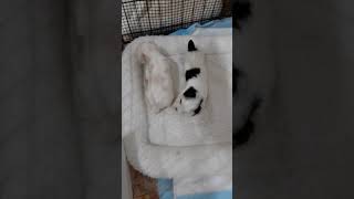 Parti yorkie 3 weeks old