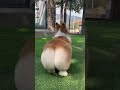 Corgi #funny #cute #corgi #ytshorts