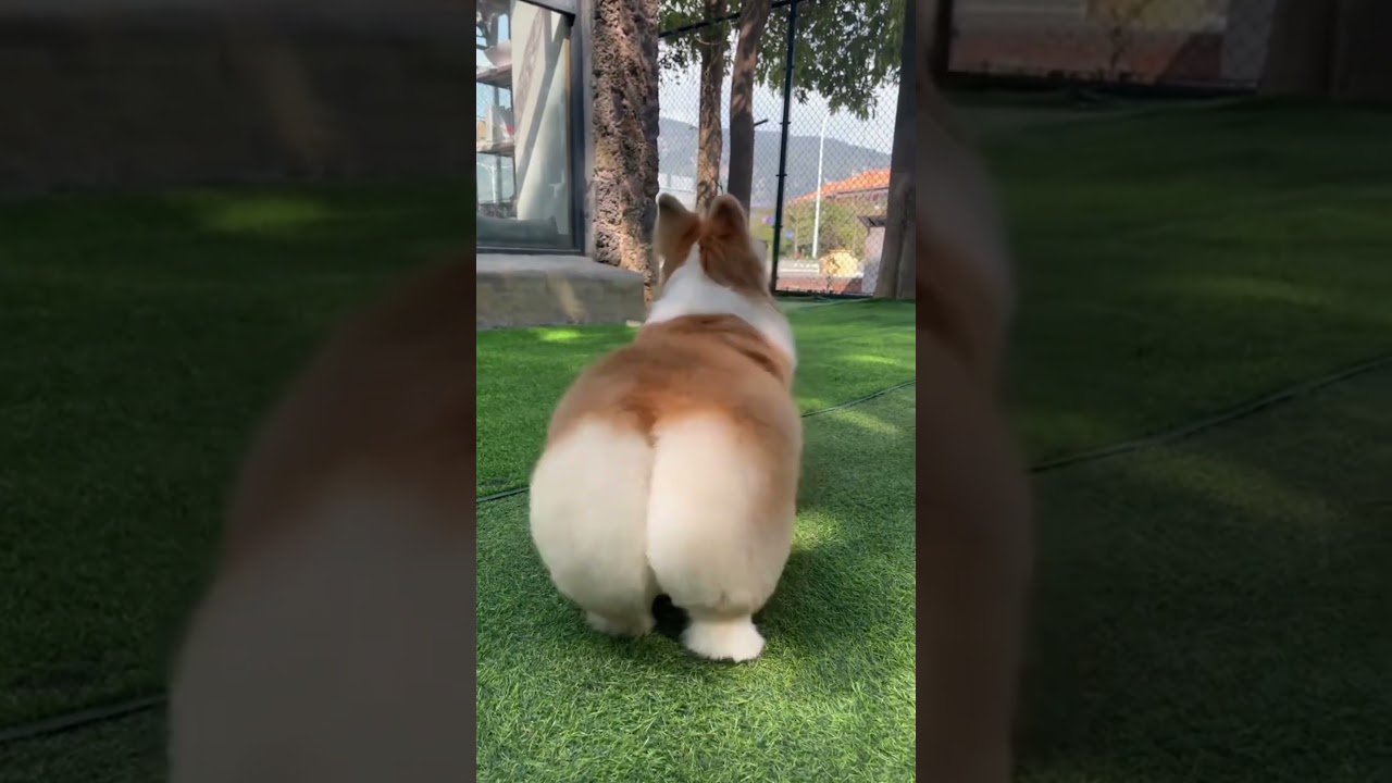 Corgi #funny #cute #corgi #ytshorts
