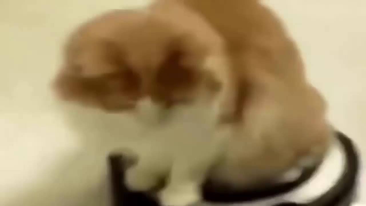 Cats with Vacuum Cleaner Compilation