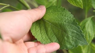 Growing Holy Basil (Tulsi) 'Kapoor' & --'Rama'-- correction 'Vana'