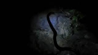 Famous Morelia spilota metcafii (Inland Carpet Python) in the Illunie Range, NSW Net Worth