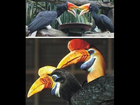 طائر البوقير ذو الإكليل الأحمر