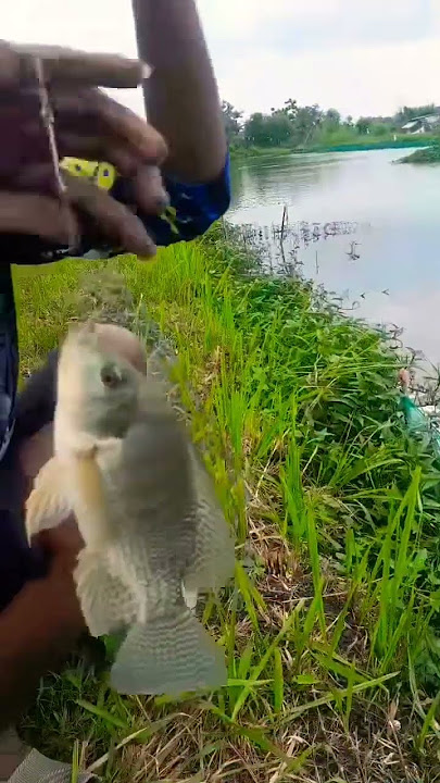 MANCING NILA MONTOK MONTOK