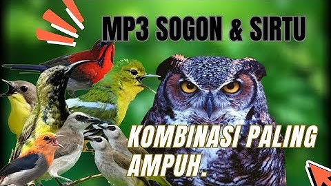 Suara Pikat SOGON Ribut Kombinasi burung Sirtu Terancam.