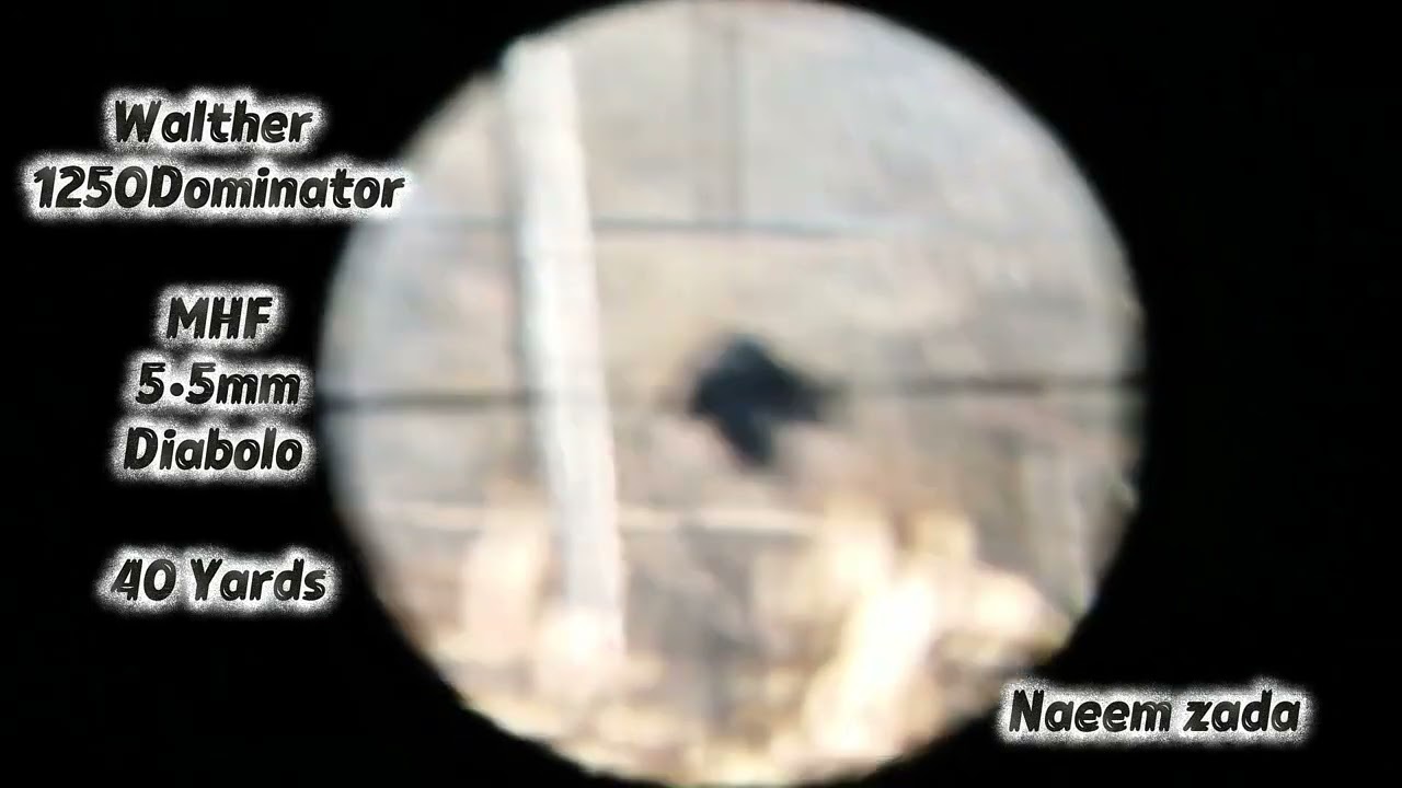 Crow perfect Shot With PCP Umarex Walther 1250 dominator 