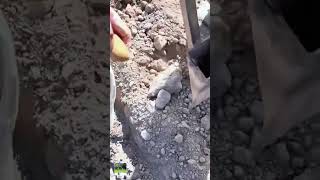 Skill Super Cepat Menanam Kentang Dengan Alat Keren