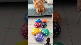 Seven 7 Colorful Balloon  Popping Asmr Satisfying  shorts satisfying asmr