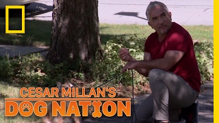 Overcoming Walking Anxiety | Cesar Millan's Dog Nation