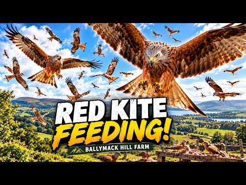 Hundreds of Red Kites Feeding! | Ballymack Hill Farm Red Kite Feeding Station