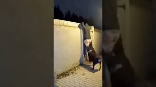 Thief Jumps Fence at 3AM… Instantly Regrets Meeting Night Shift (ROTTWEILER ON DUTY)