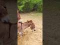 donkey power #animals #trending #youtubeshorts #foryou
