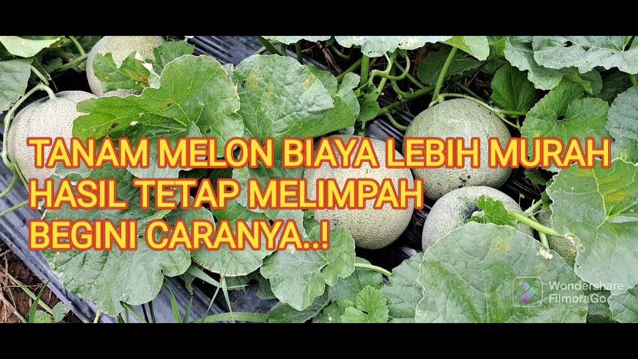 Begini Caranya! Cara Tanam Melon Tanpa Lanjaran Biaya Lebih Murah Hasil Tetap Melimpah