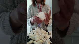 Asmr breaking open a bouquet of yellow golden oyster #mushrooms cluster 