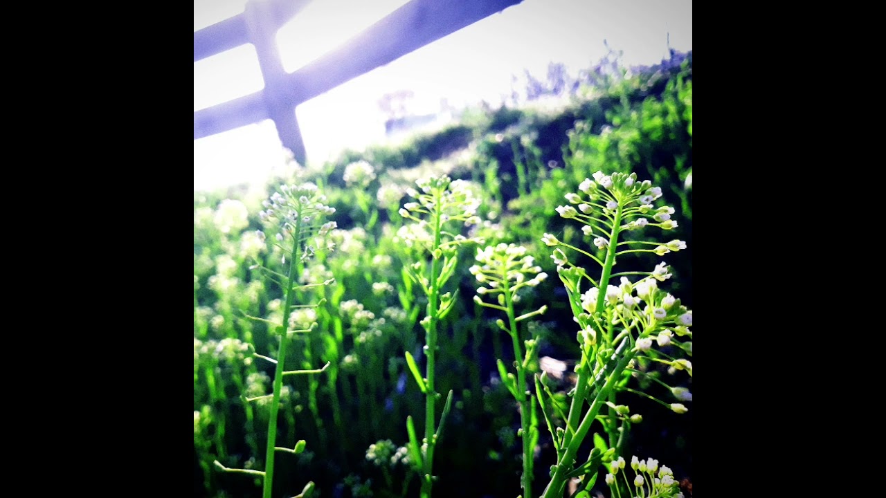 Truthwing - Remembrance