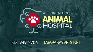 Welcome to All Creatures Animal Hospital by TampaBayVets 680 views 5 years ago 1 minute, 23 seconds