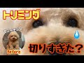 トリミングでスッキリしちゃいました！短足犬が軽やかになった【トイプードル いちご】【マルプーミルク】