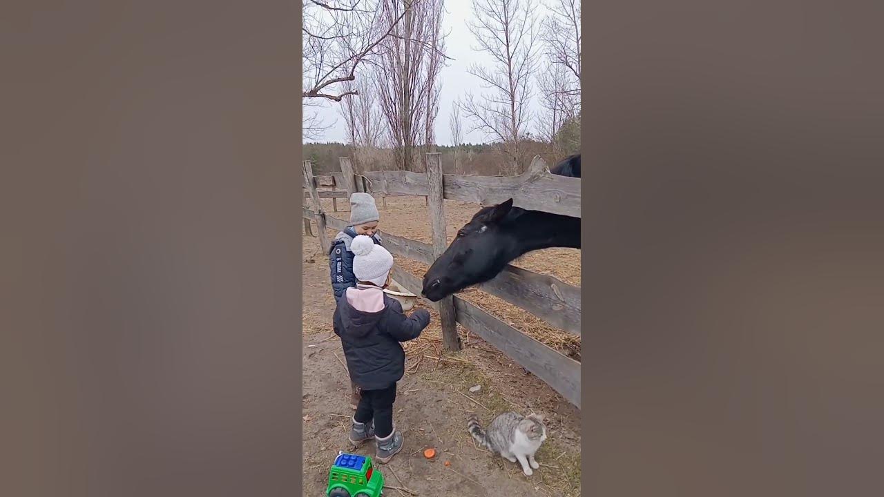 🇺🇦Діти годують норовливого коня - YouTube