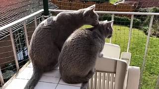 CAT COMPILATION - Funny Cats Groom Each Other by Cats are Jerks 379 views 4 years ago 10 minutes, 25 seconds