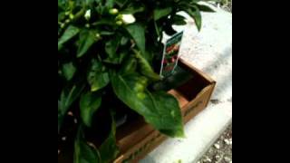 SG #56 Mr.Paka @ Local nursery, How, and What I look 4
