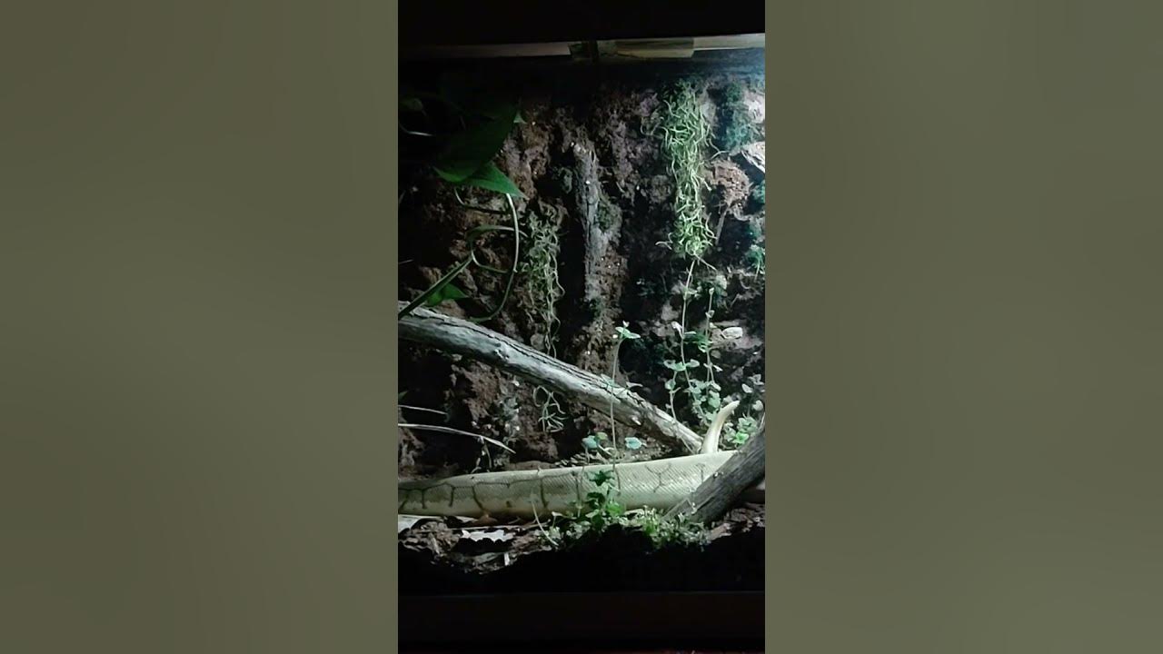 Beautiful Ball Python Exploring Her Bioactive Enclosure. - YouTube