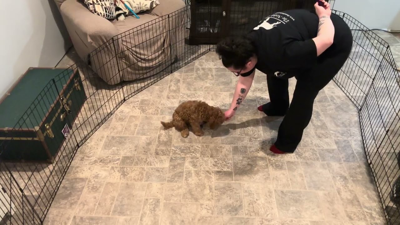 Executive Puppy Maggie Week 3