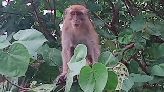 Monpai Want To Attack