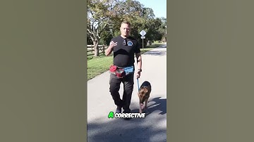 Transform Your Leash Reactive Dog in Just 3 Walks!