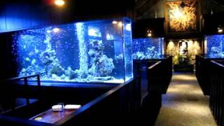 大型水槽 アクアリウム ダイニング ｌｉｍｅ麻布十番 Youtube