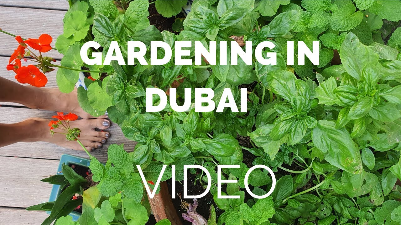 Gardening in Dubai. On the patio in pots, how to look after some of