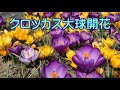 クロッカス大球　開花進んでいます　　2020.3.13