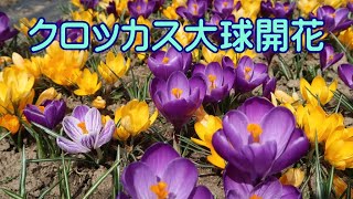 クロッカス大球　開花進んでいます　　2020.3.13