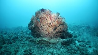 探訪・沖縄・古宇利島沖「米艦エモンズ」3/3 特攻機とともに沈む鋼鉄の墓標
