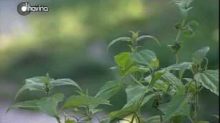 Bình minh ngày mới - Nhạc Lào