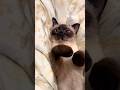 Disturb the cat to eat 😻 #cat #catshorts #cute #funny #kitten #usa