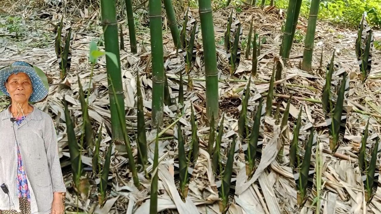 สวนเกษตรทำเงินปลูกไผ่เลี้ยงดูแลอย่างไรให้ได้ผลผลิตออกดีมีส่งตลาดทุกวัน 