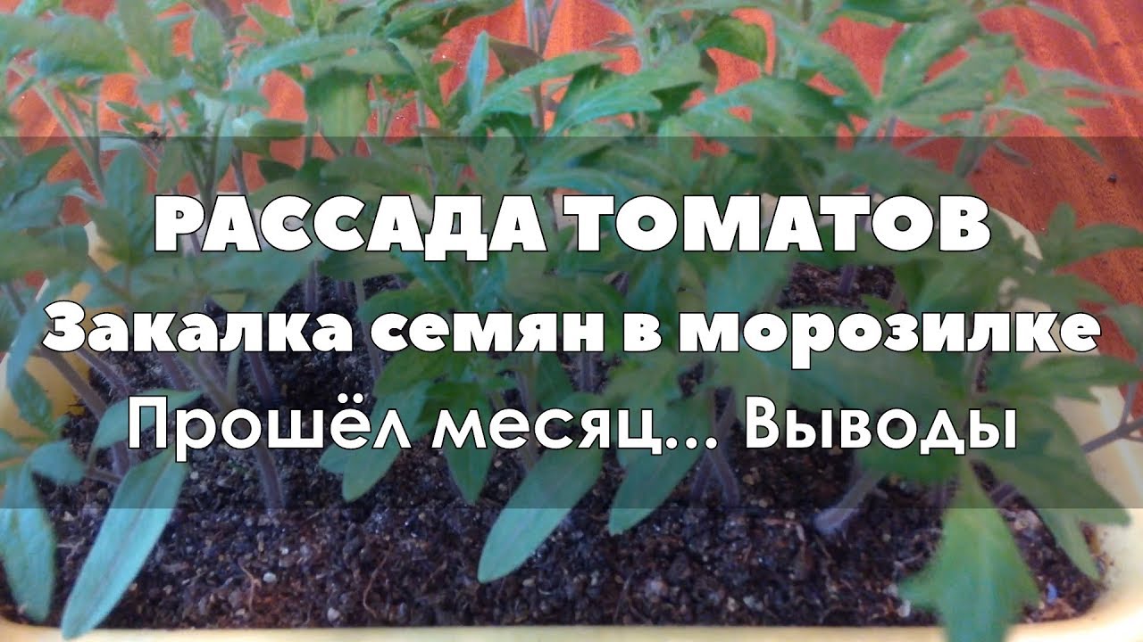 Закаливание рассады томатов. Закалка семян. Закалка семян помидоров. Закалка семян огурцов и томатов.