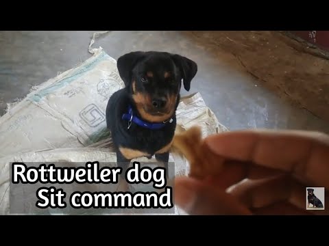 rottweiler-dog-training-in-telugu-sit-command