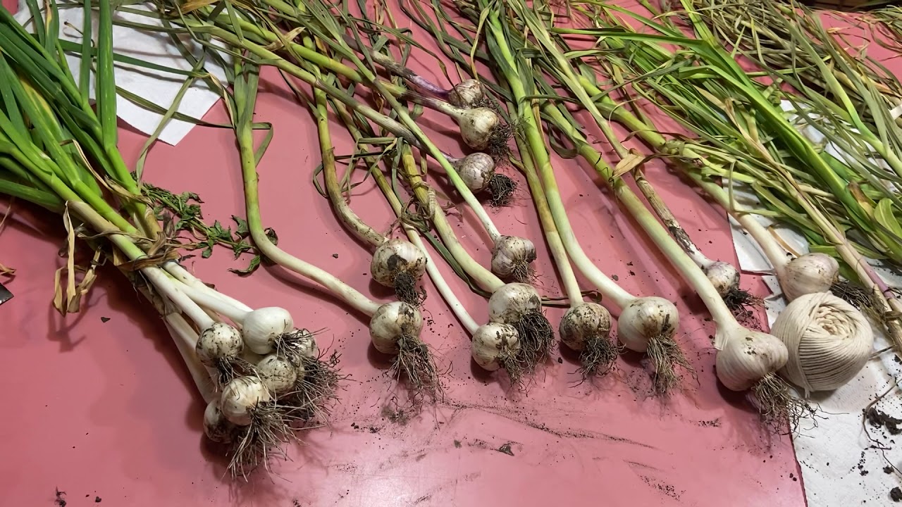 Garlic harvest YouTube