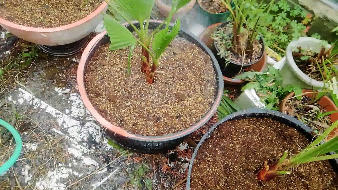 ワシントンヤシ 植え付け後の 水やり Youtube