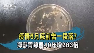 【TVBS新聞精華】20200427 十點不一樣 疫情6月底前告一段落?海獸胃線蟲40年增283倍