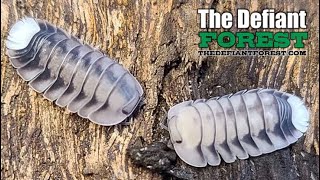 White Tiger Isopods , Cubaris - Thedefiantforest