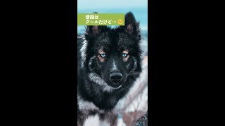 【まるで別犬】クール顔だけれど、ナデナデされると甘えた顔になるワンコ