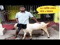 Goat for sale at Nalbari | Goat farming