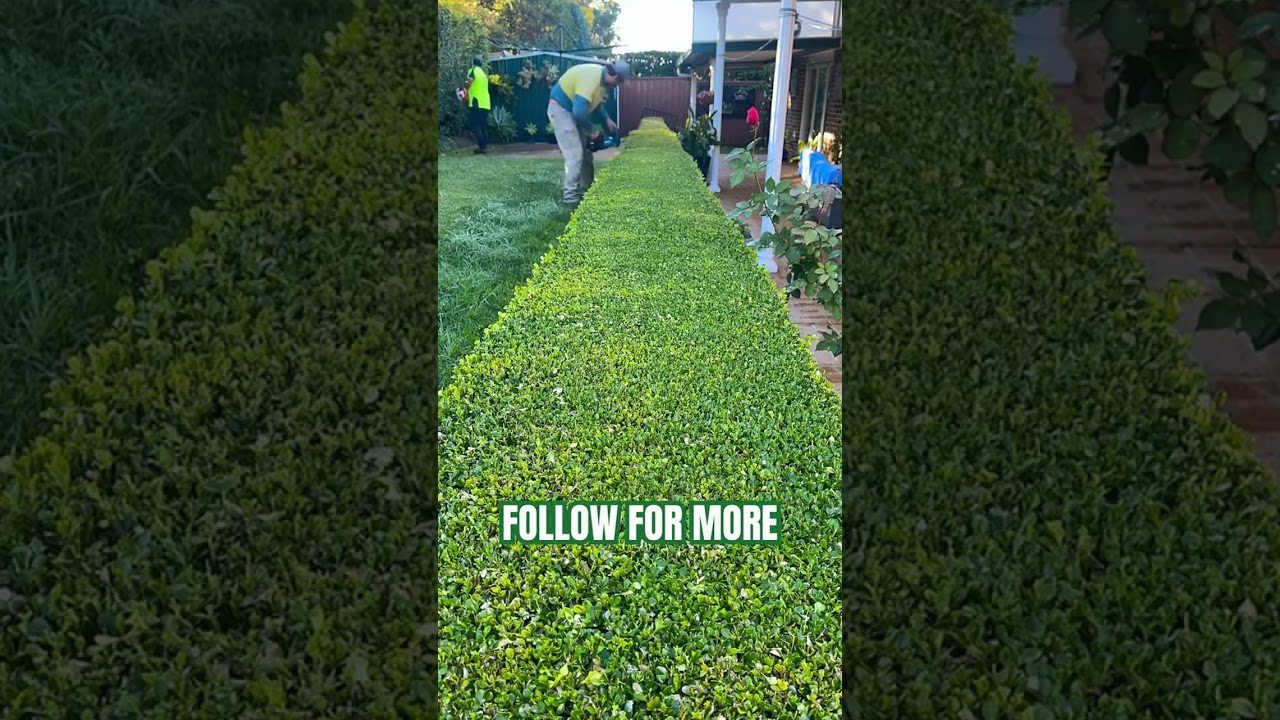 Keep Your Hedges in Line and Looking Fine! 📞 Call 131 546 get a free quote! #JimsMowing