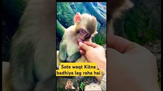 Kaise so raha hai monkey 🐒 #funny #cuetmonkey #shorts #youtubeshorts #ytshorts #trending #viralvideo