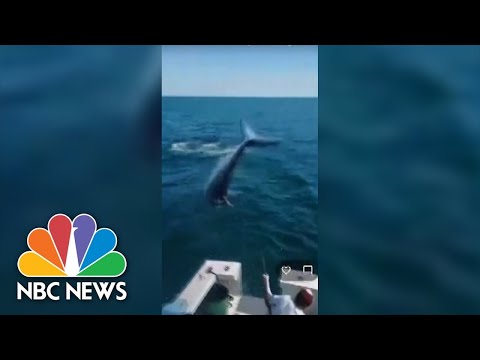 Watch: Video Shows 7-Foot Mako Shark Jump Onto Fishing Boat In Maine
